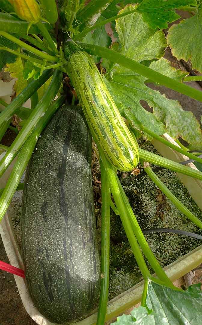 Figura 4. Frutos de Cucurbita pepo creciendo sobre la misma planta. Se pueden apreciar 2 frutos: a la izquierda, una calabaza con tres semanas de maduración, a la derecha, una calabaza inmadura o calabacín con menos de una semana de desarrollo. Fuente: propia.