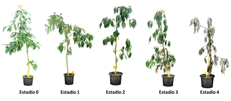 Figura 4. Estadios de la aparición de la podredumbre blanca radicular, que puede ser retrasada sometiendo a las plantas a estrés hídrico retrasan significativamente la aparición.