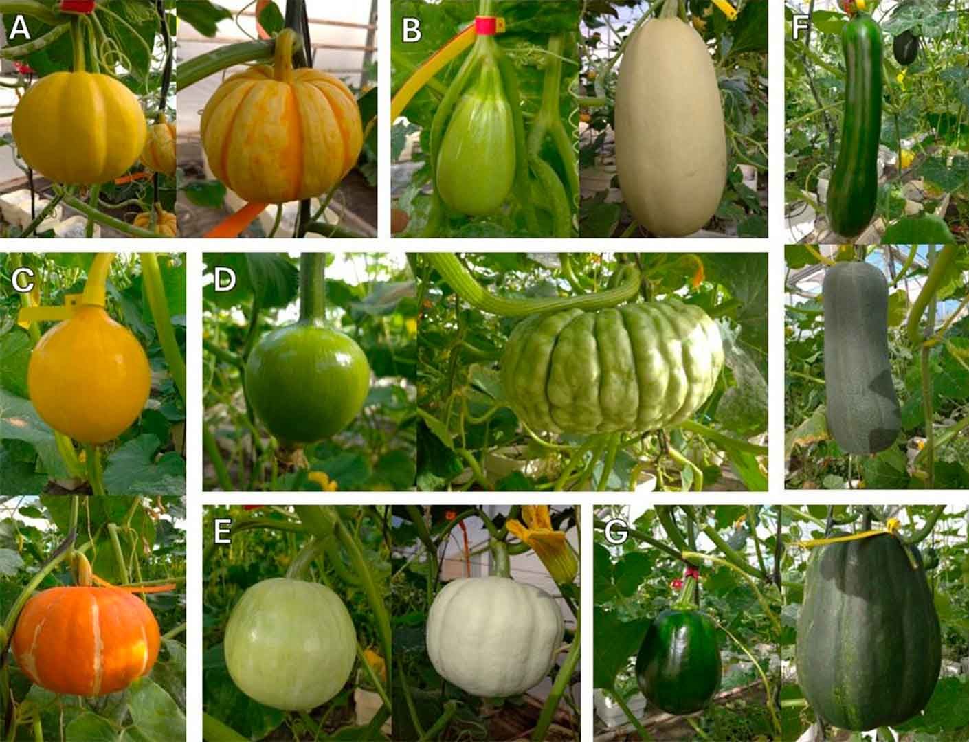 Figura 5. Frutos de distintas líneas de Cucurbita en diferentes estadios de desarrollo. Cucurbita pepo (A, B), Cucurbita maxima (C-E) y Cucurbita moschata (F-G). Son los mismos frutos, creciendo durante menos de 1 semana tras la floración (inmaduro), y tras más de 3 semanas. Los frutos pueden seguir desarrollándose en planta durante meses. Fuente imagen: propia.
