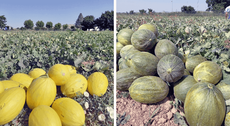 Figura 6.  El objetivo de la colección del IMIDRA ha sido la la recuperación de variedades de interés para los agricultores, como los melones de Villaconejos.