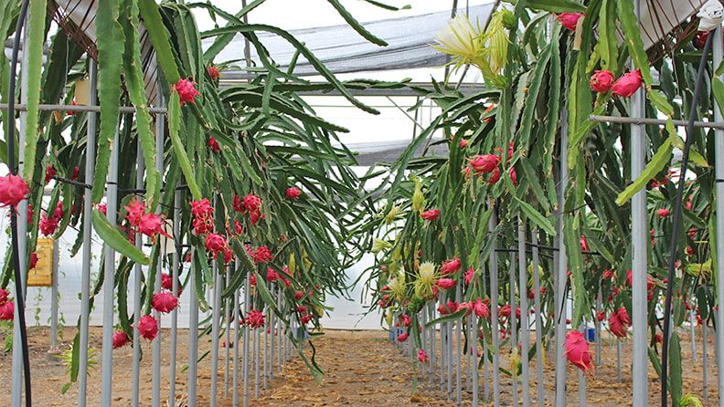 Cultivo de pitaya en sistema hidropónico.