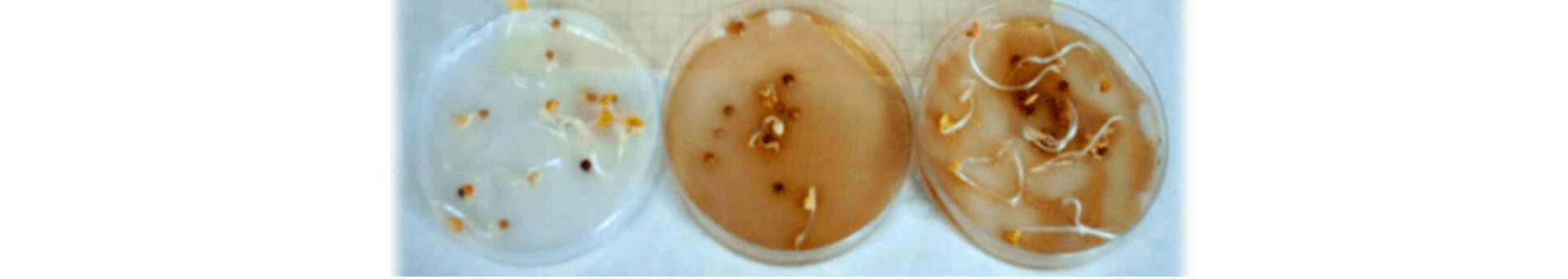 Figura 8. Evaluación de la fitotoxicidad en semillas germinadas de berro.