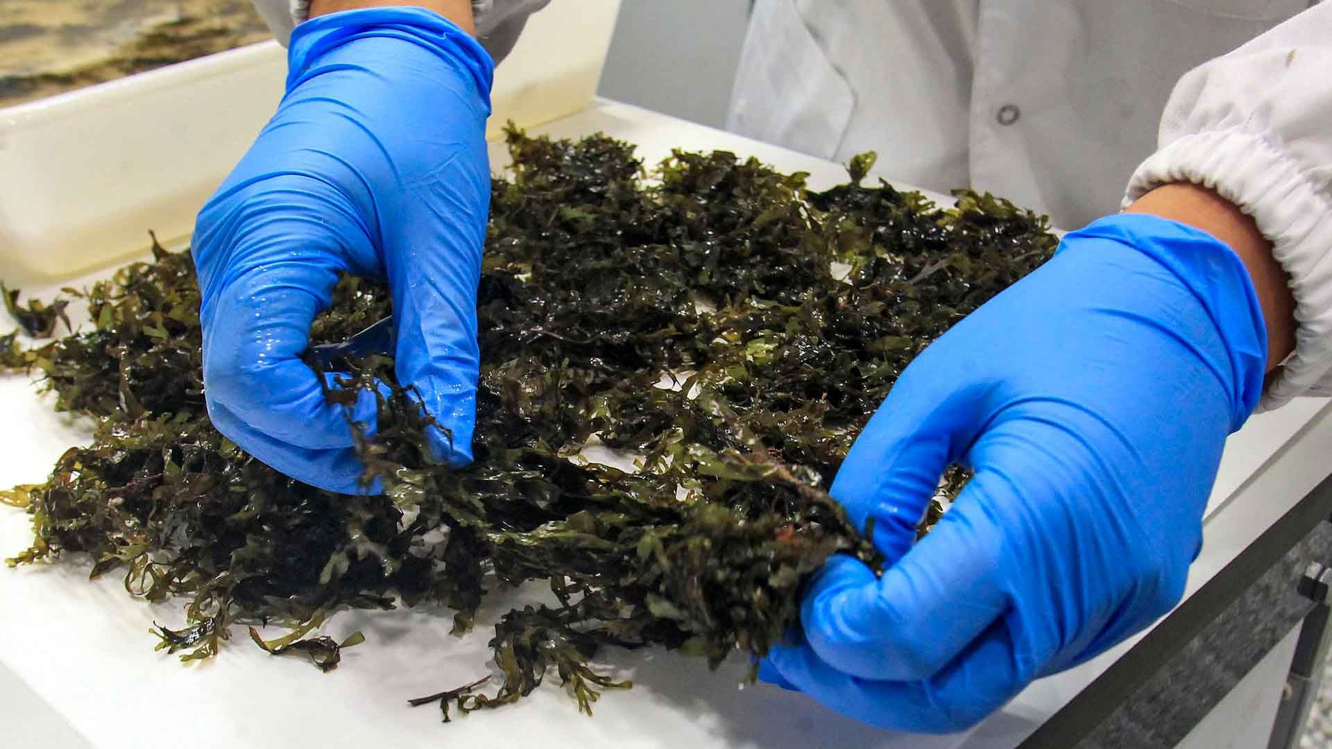 El Grupo de Investigación de Fitopatología de la Universidad de Alicante (UA). EFE/Pep Morell.