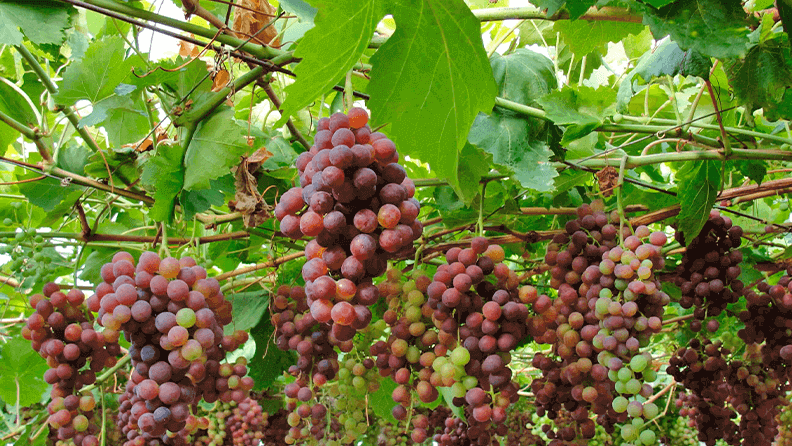 Uva de la variedad ‘Flame’ cultivada en invernadero.