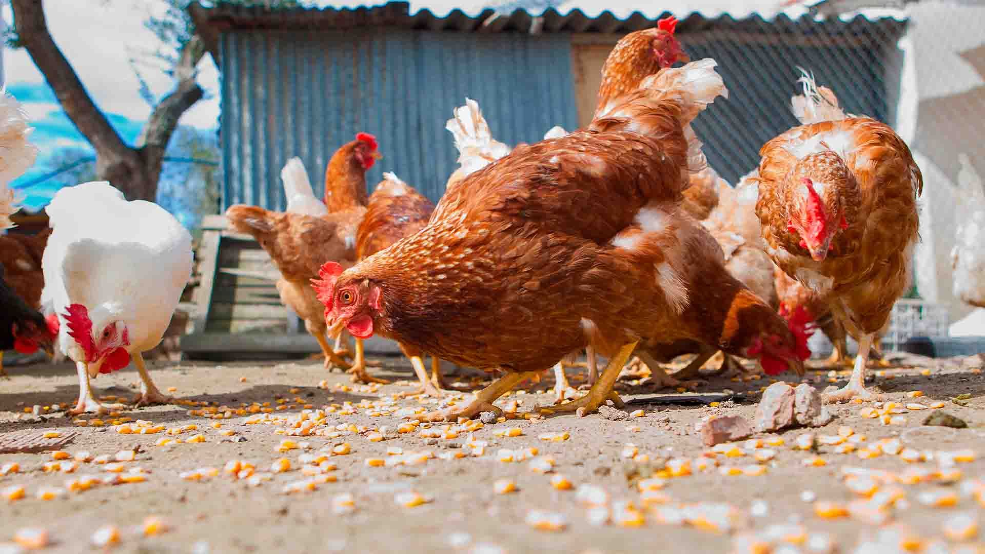 Granja avícola en España.