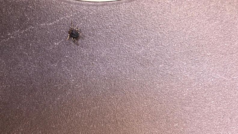 Una garrapata marrón sobre una superficie de cuero de color púrpura claro.