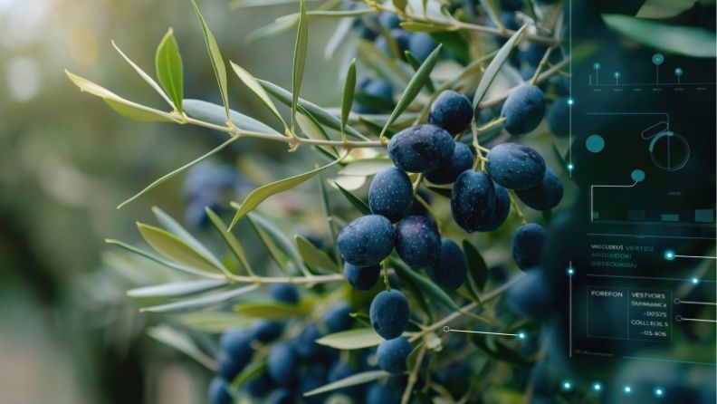 Aceitunas maduras en un olivar con una capa de datos digitales superpuesta, representando la digitalización del sector oleícola