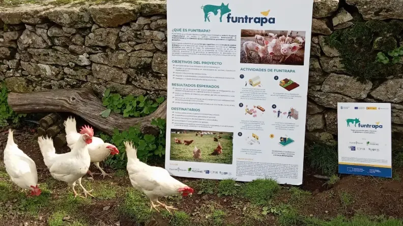 Gallinas ponedoras dentro del proyecto del GO Funtrapa. Funtrapa.