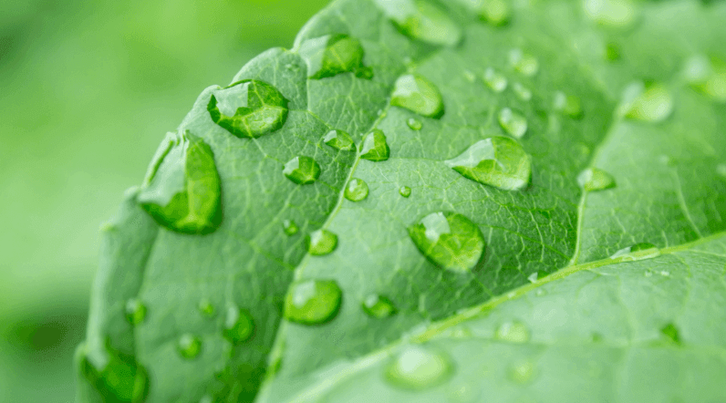 Primer plano de gotas de agua en la hoja de una planta.