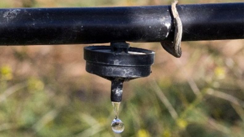 Un gotero de riego por goteo libera una gota de agua.