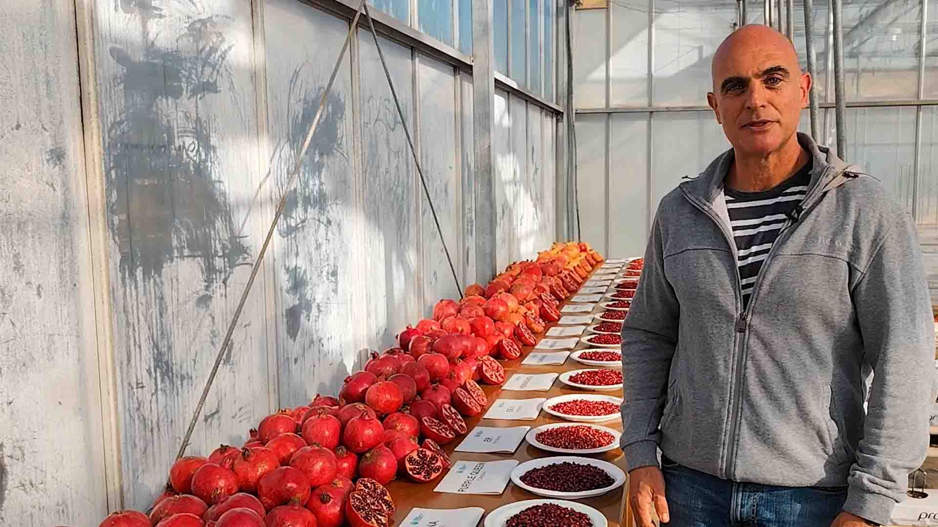 Demostración de las diferentes variedades de granada en el Centro de Experiencias Cajamar.