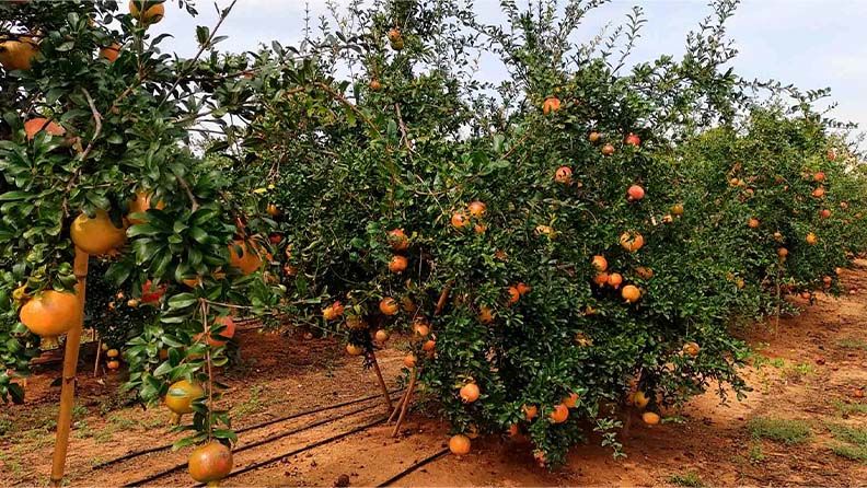 Árbol de granado variedad mollar de elche clon 49