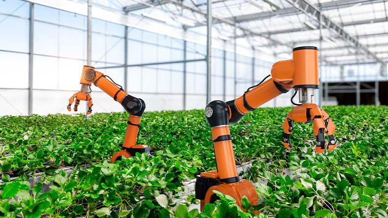 Dos robots naranjas entre plantas en un invernadero con techo de cristal.