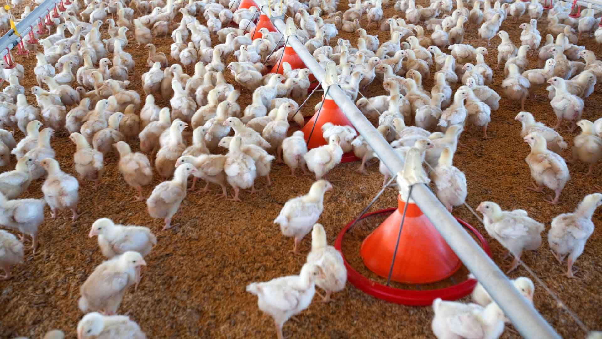 Granja avícola en España.