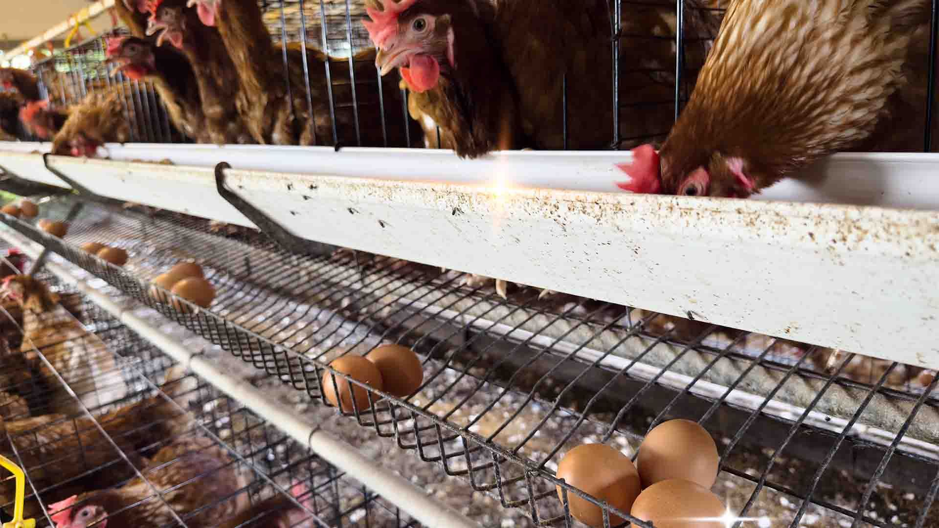 Granja avícola comercial. Granja avícola comercial.
