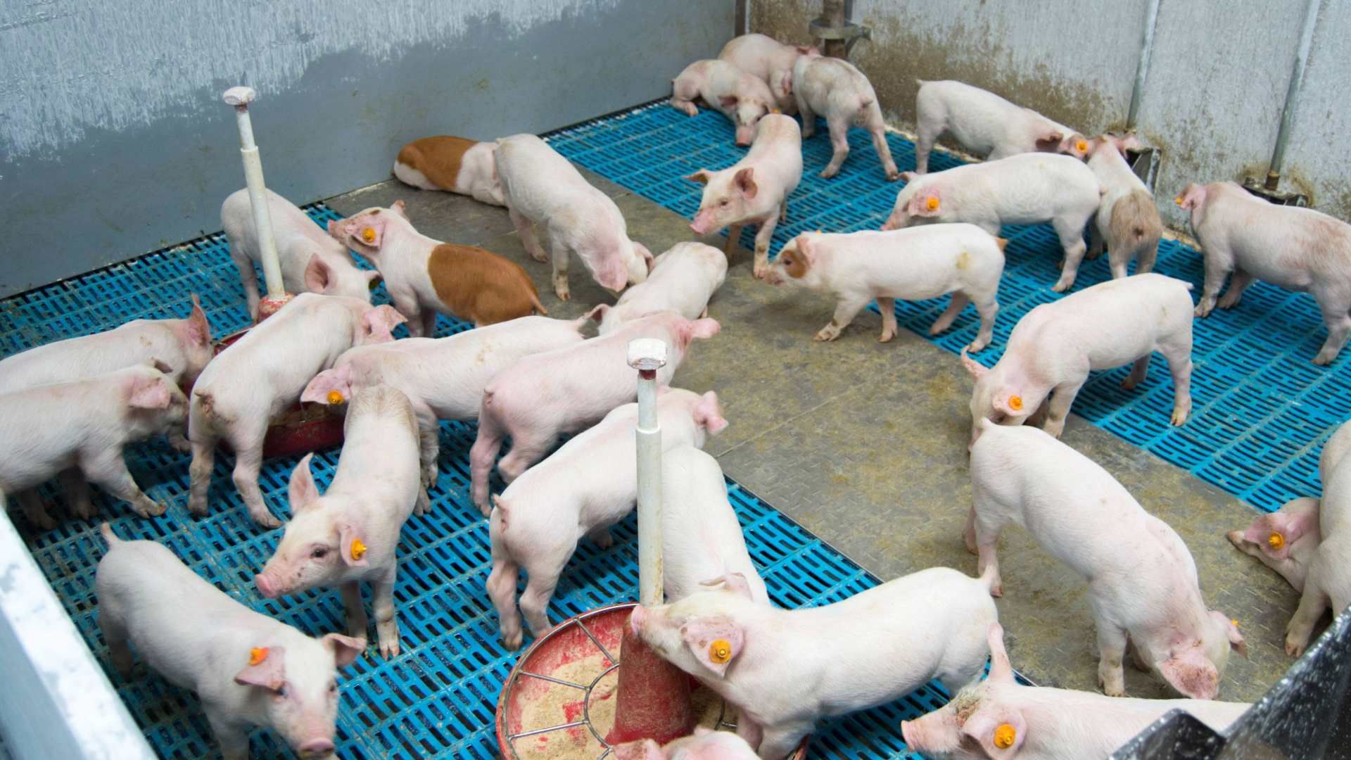 Granja porcina vista desde arriba. Ejemplo de necesidad de inversión en innovación
