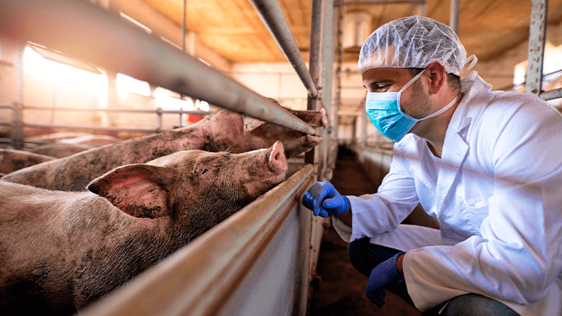 Veterinario en una granja porcina