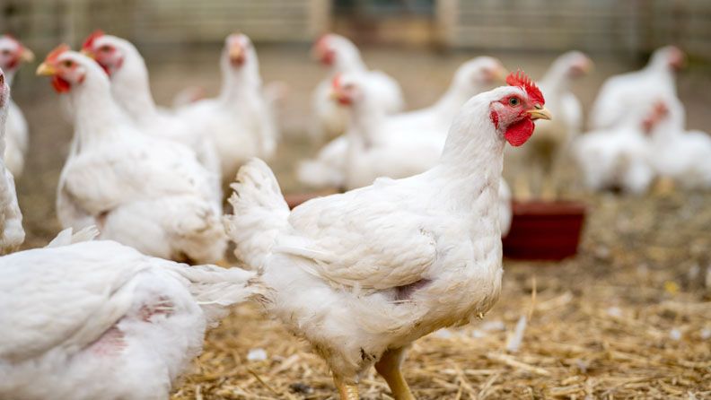 Granja de Pollos
