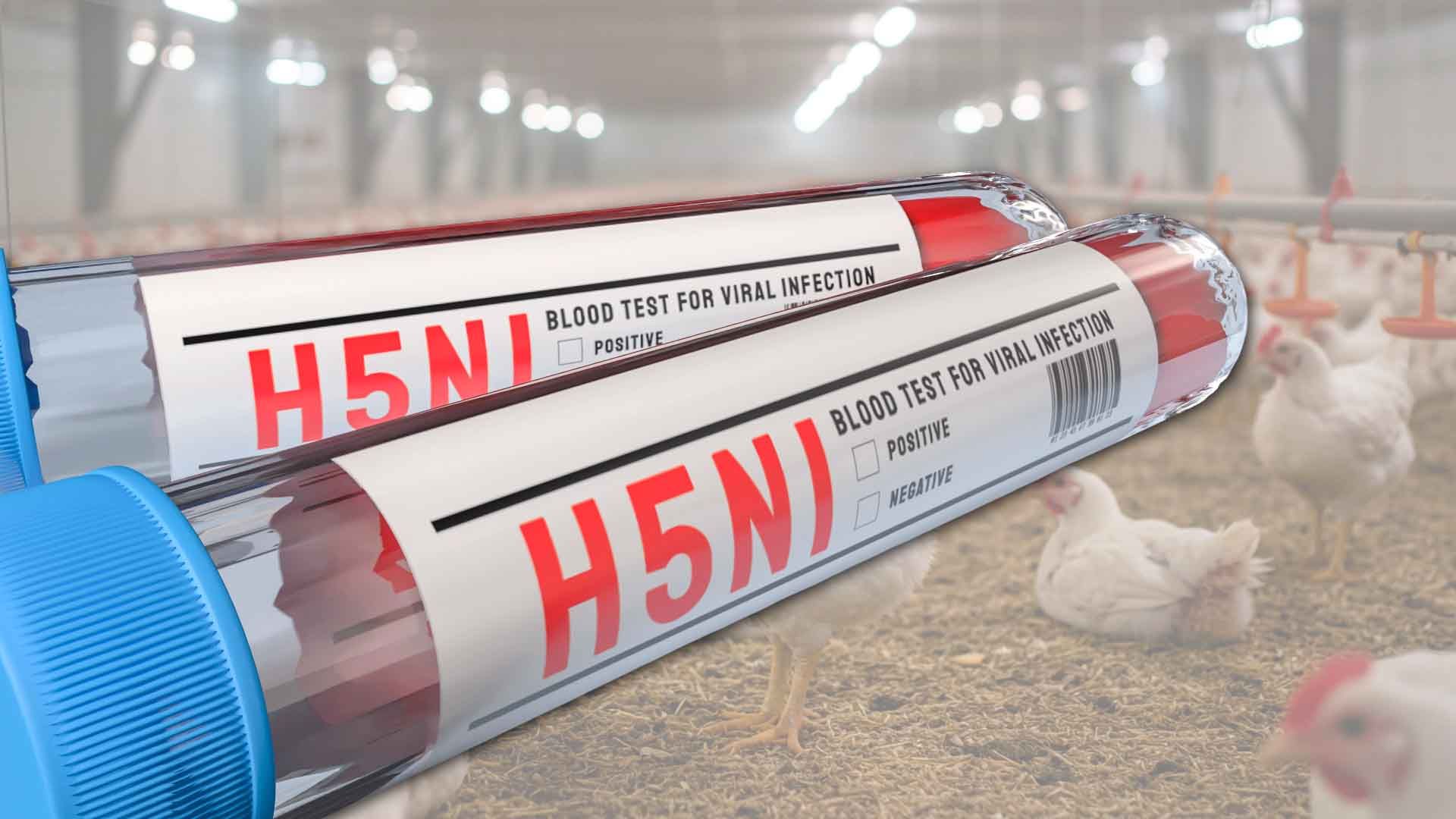 Europa afronta este 2025 un otoño crítico por la gripe aviar.