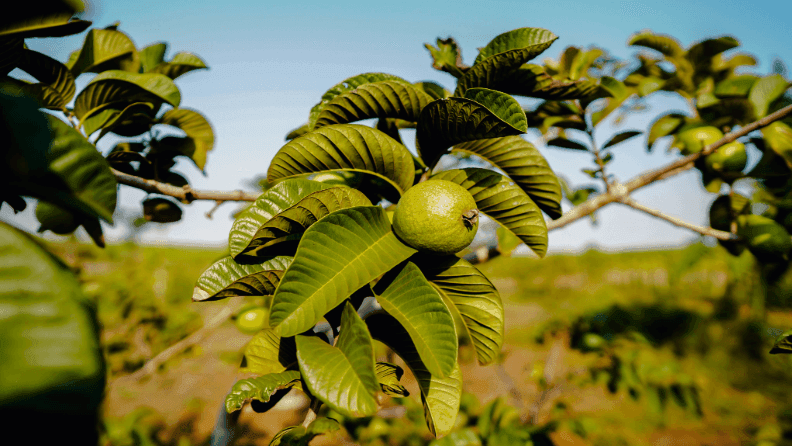 web-guayaba-3.png