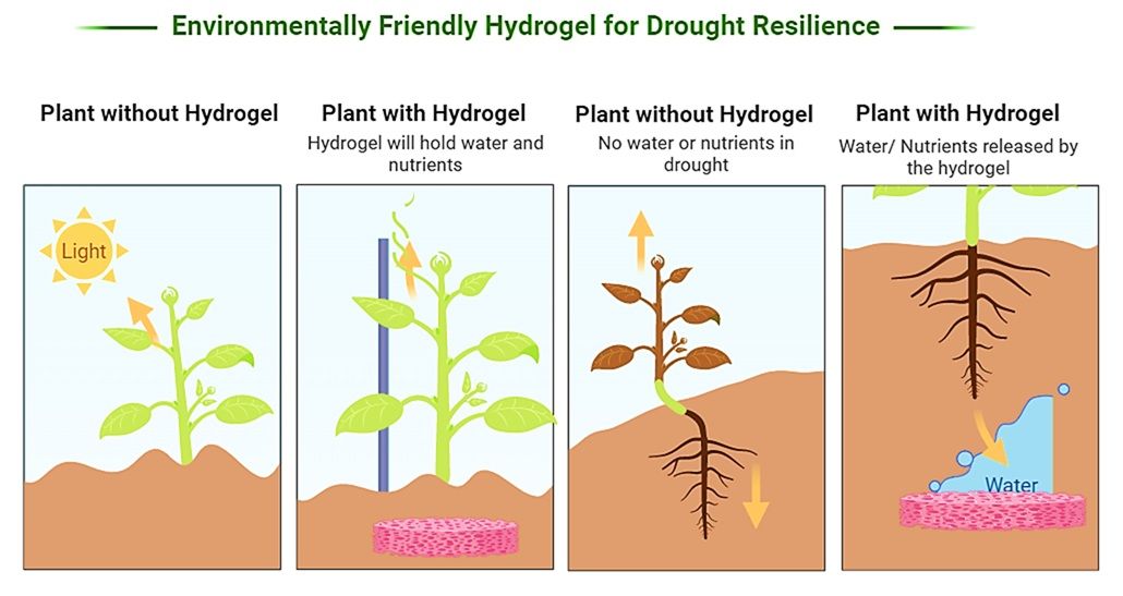 Figura 1. Hidrogel ecológico para la resistencia a la sequía.