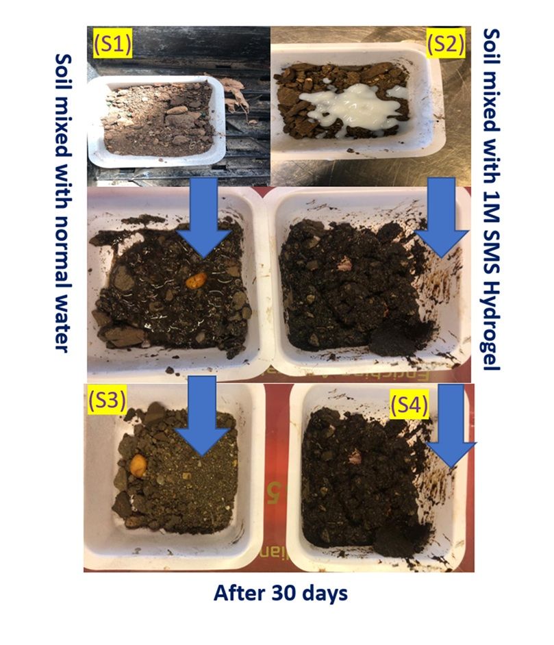 Figura 5. Pruebas de suelo regado con hidrogel SMS 1M durante un mes.