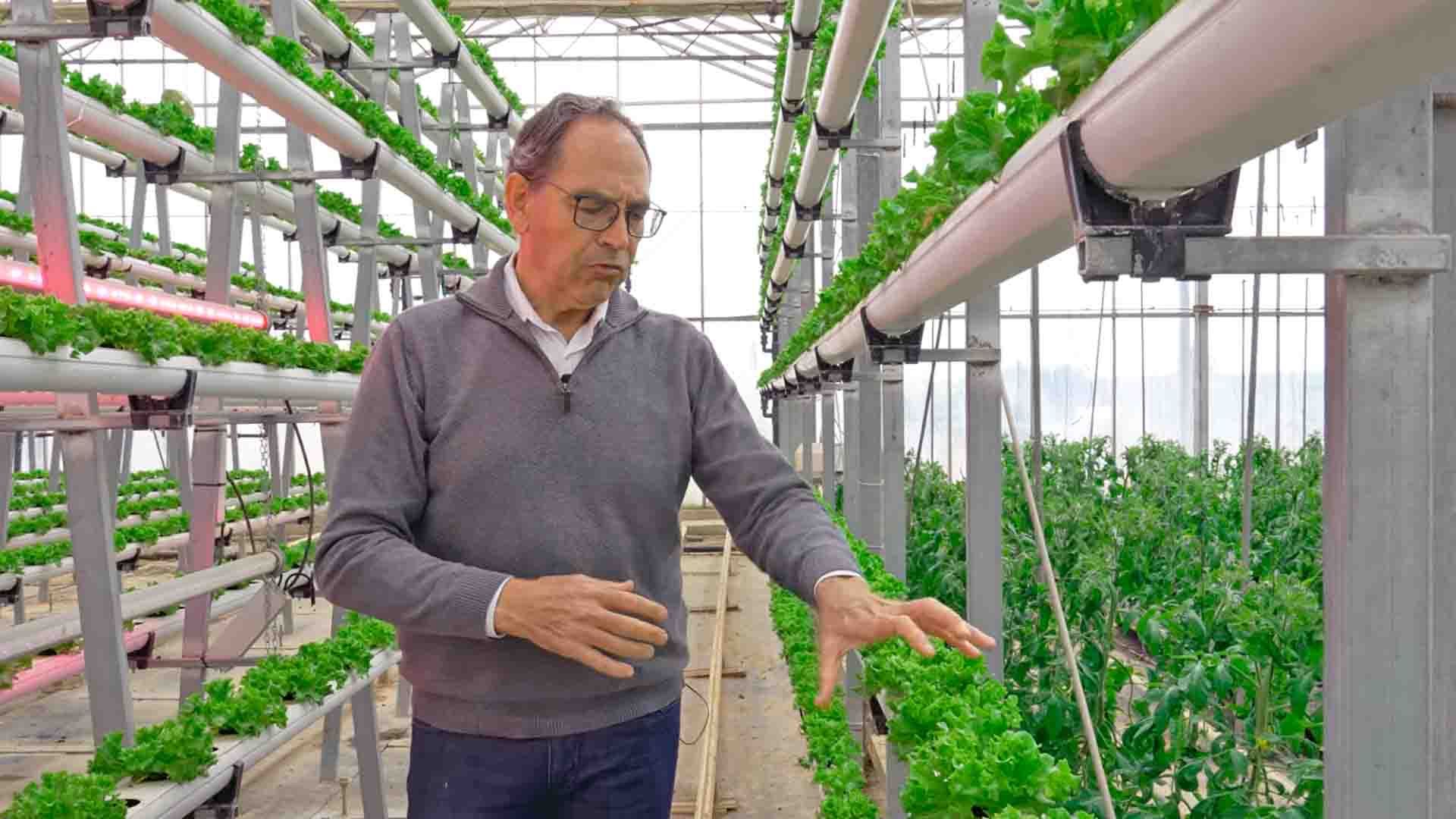 Carlos Baixauli muestra un ensayo de cultivo vertical en invernadero. Carlos Baixauli muestra un ensayo de cultivo vertical en invernadero.
