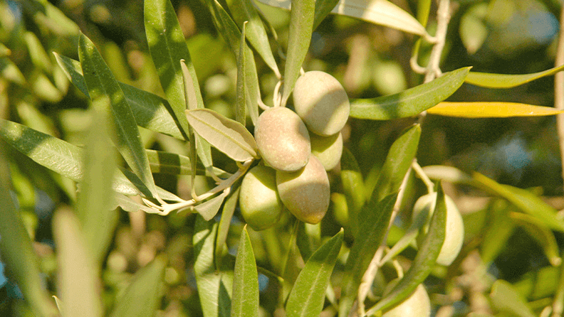 Hoja de olivo