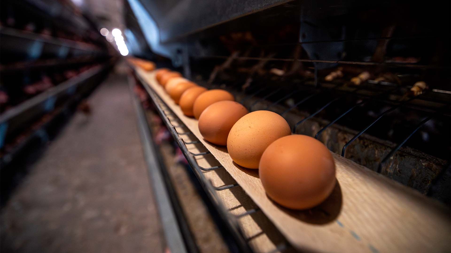 Huevos rodando por una cinta transportadora en una granja avícola industrial.