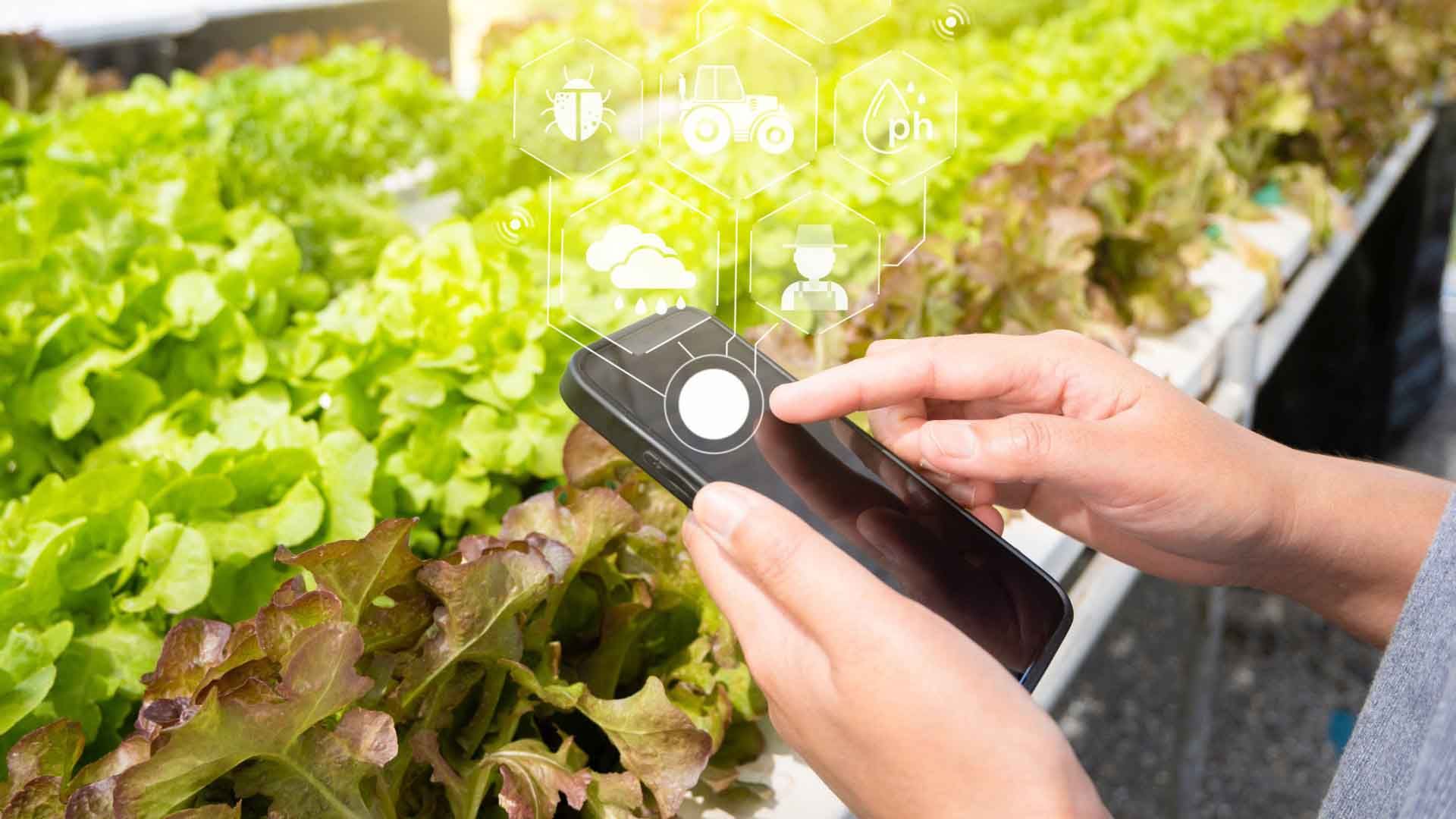 Inteligencia artificial aplicada al cultivo.