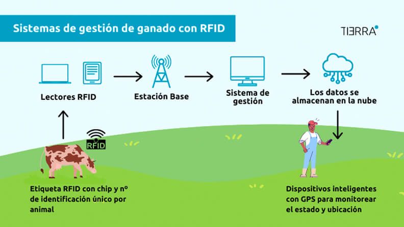 web-ilustración-Sistemas RFID para la gestión de ganado2.jpg