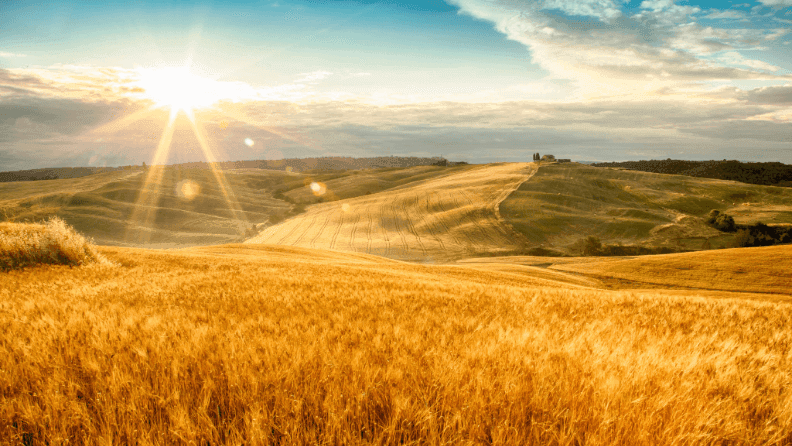 Campo de cereal.