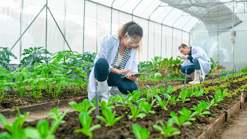 Ingeniera en un ensayo de hortalizas en invernadero