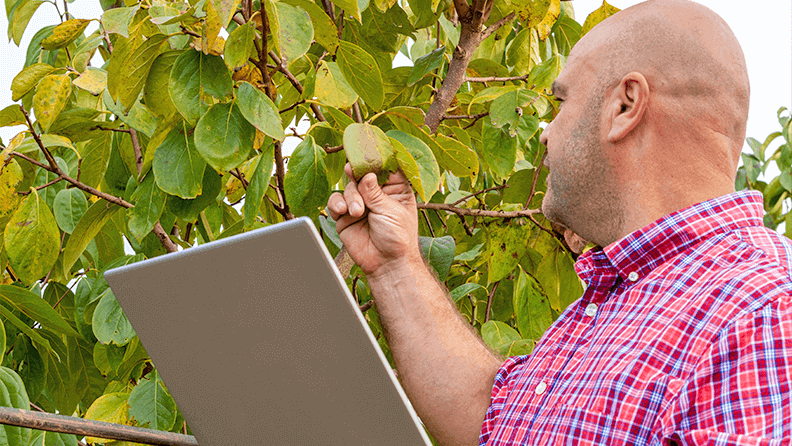 Un agricultor introduce datos sobre un árbol de caqui