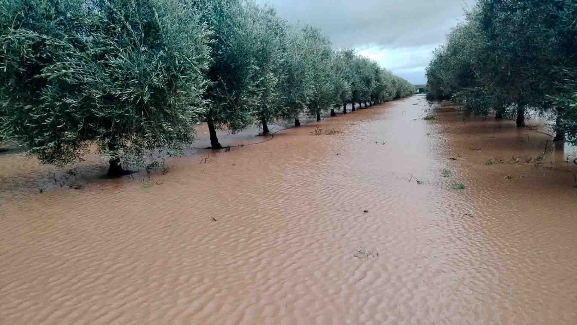 Imágenes de las últimas inundaciones en el olivar andaluz.