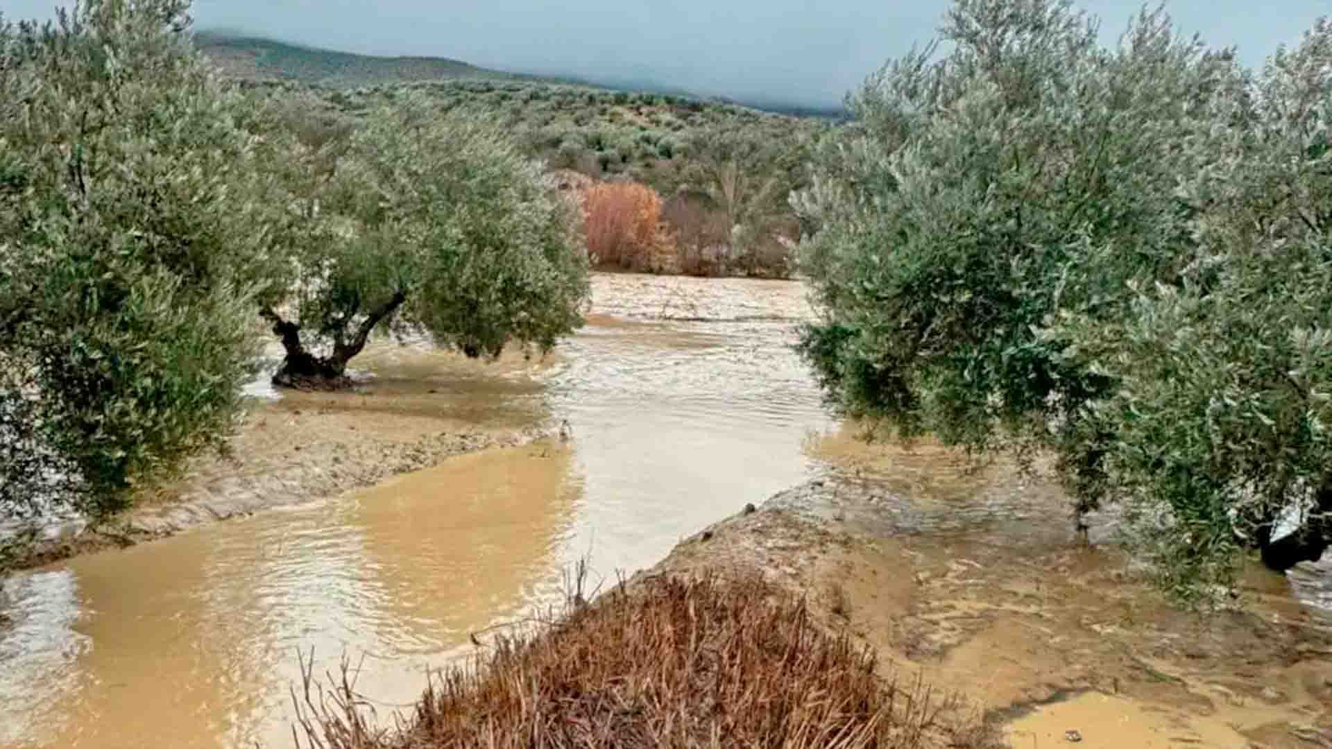 Imágenes de las últimas inundaciones en el olivar andaluz.