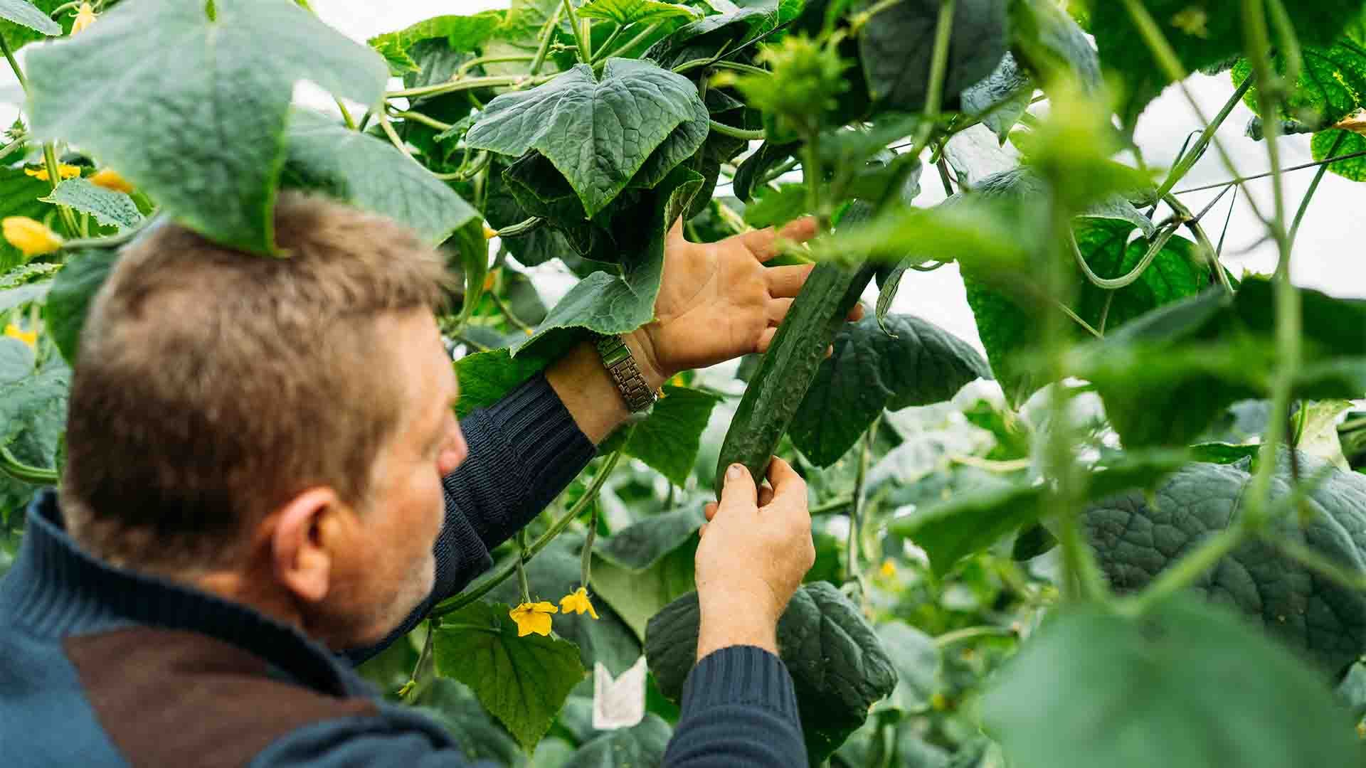 gricultor revisando y cosechando pepinos en un invernadero en Almería.