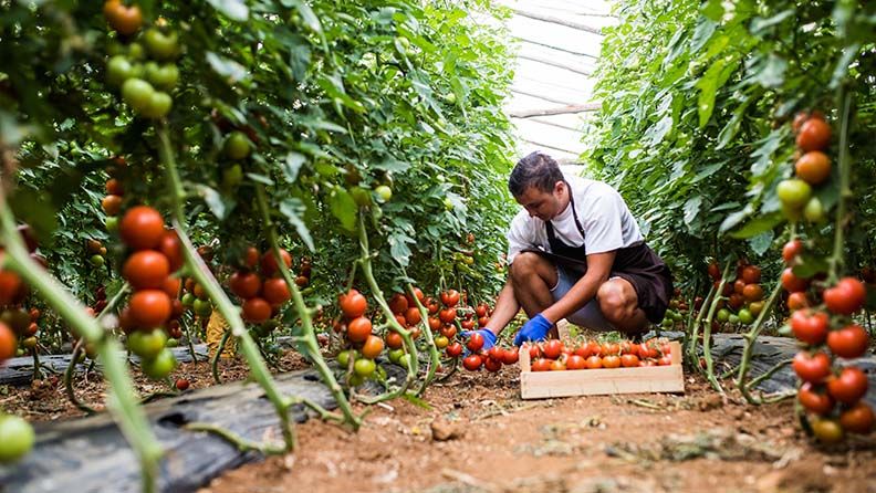 Jardinero cosechando tomates en invernadero.