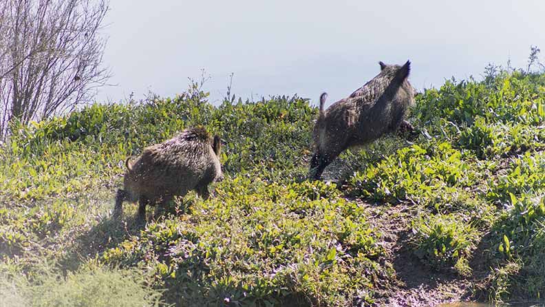 Jabalíes en España.