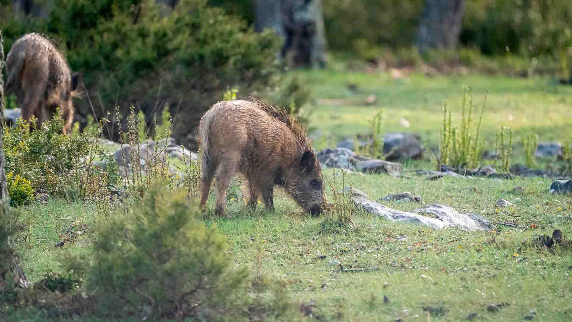 Jabalíes en España.