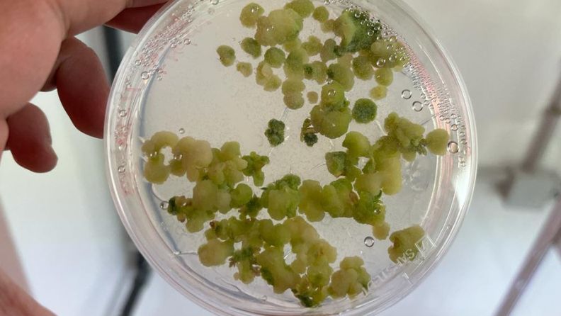 La imagen muestra bandejas de germinación de semillas en un ambiente controlado.