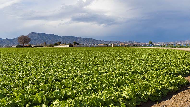 Plantación de lechuga en la Región de Murcia.