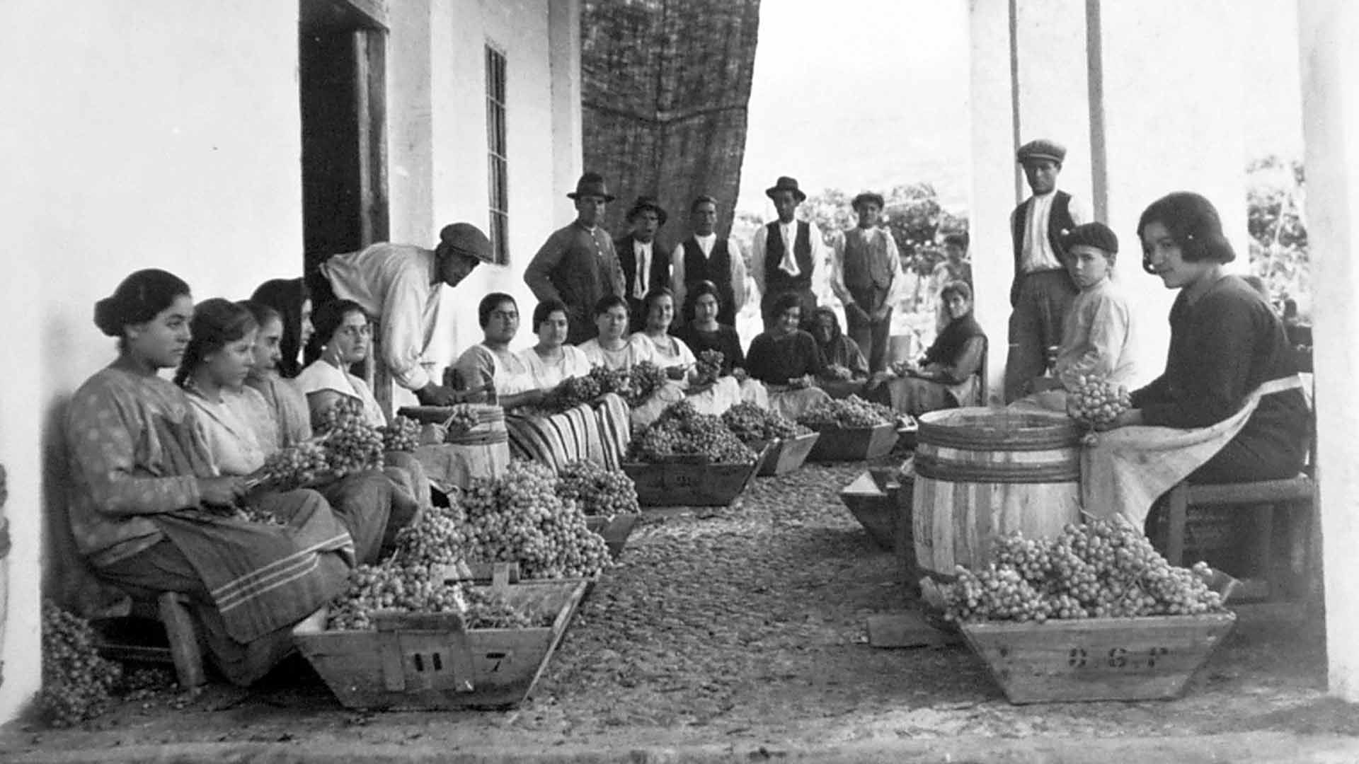 Faena de la uva en Almería en el siglo XIX