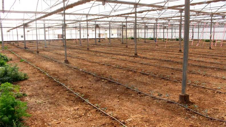 El invernadero piloto del proyecto LIFE‑ACCLIMATE arranca su primer cultivo de tomate.