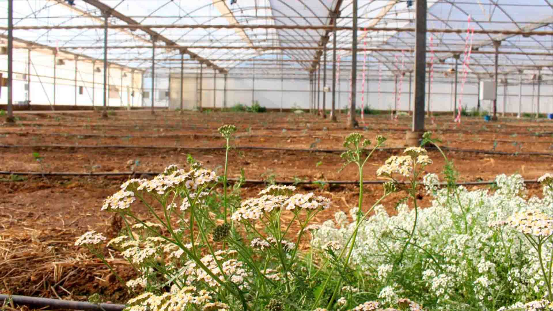El invernadero piloto del proyecto LIFE‑ACCLIMATE arranca su primer cultivo de tomate.