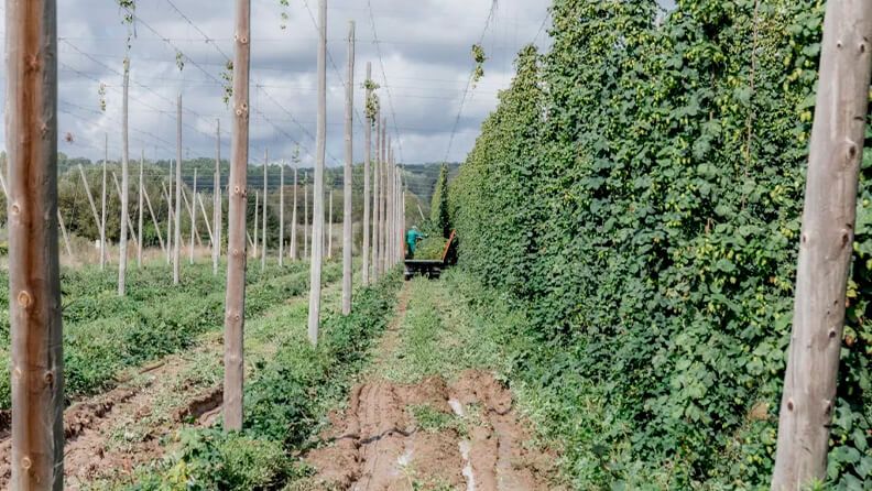 Campos de cultivo de Lúpulo en la provincia de León. Efeagro/Cerveceros de España.