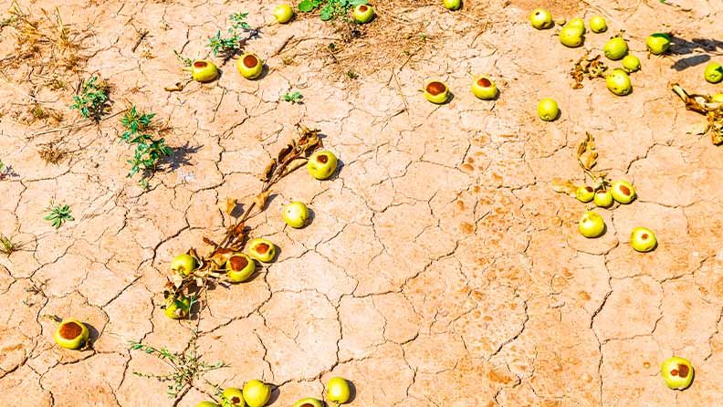 Manzanas en el suelo afectadas por pedrisco.