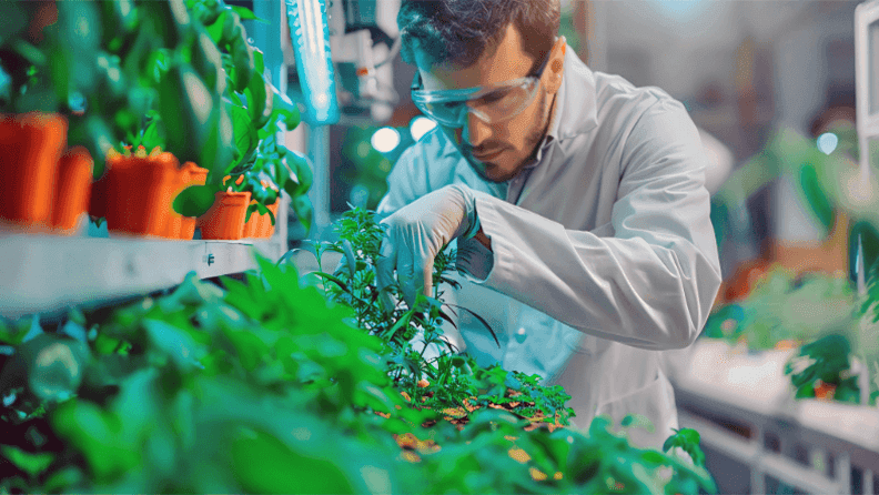 Ensayo con plantas modificadas a través de marcadores moleculares.