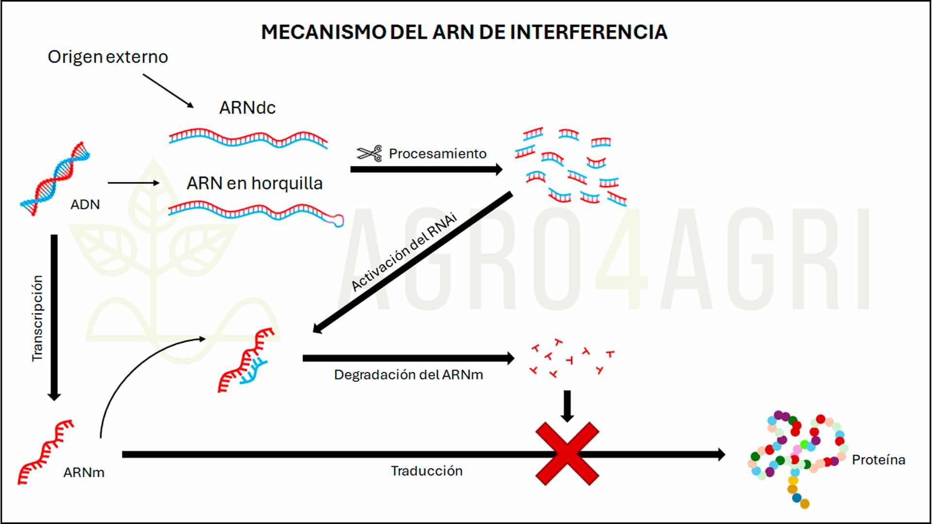 Esquema del mecanismo de ARNi.