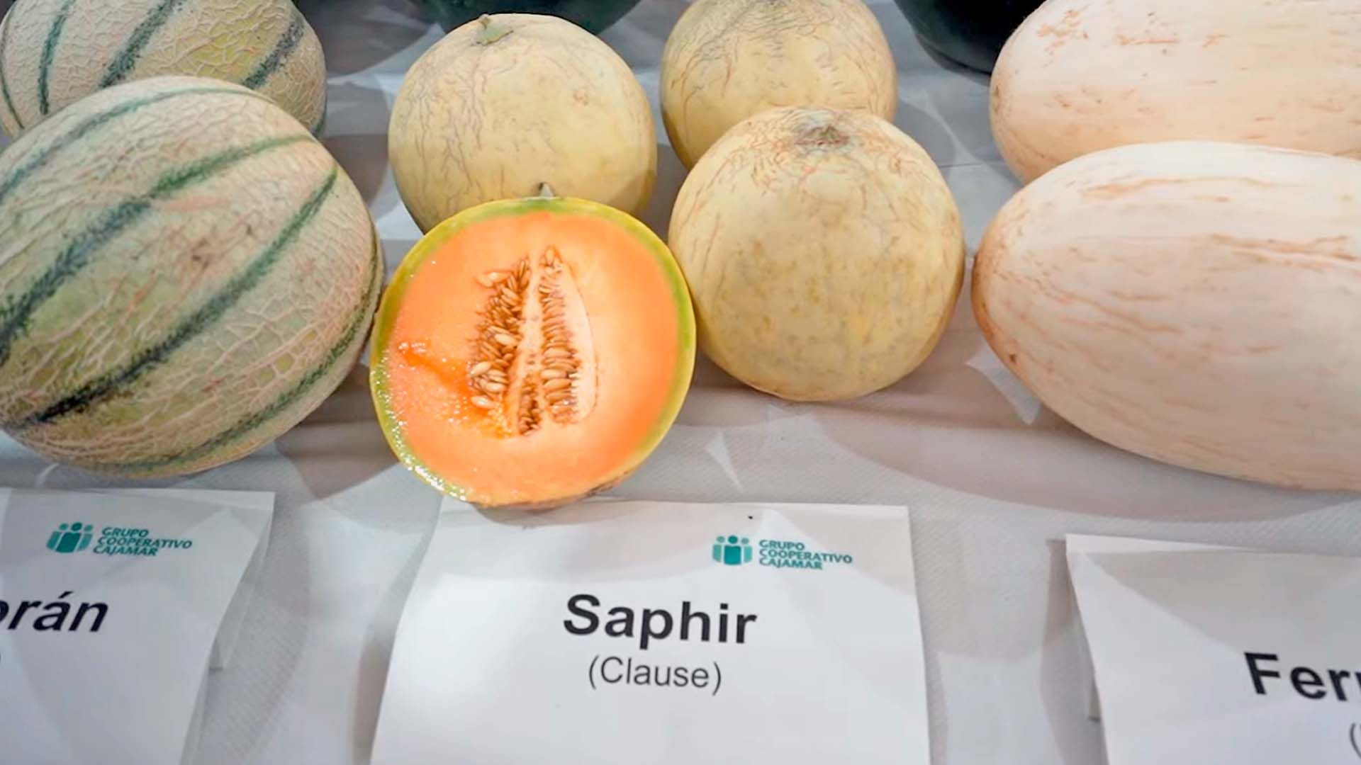 Variedad de melones Saphir expuesta en un evento agrícola.